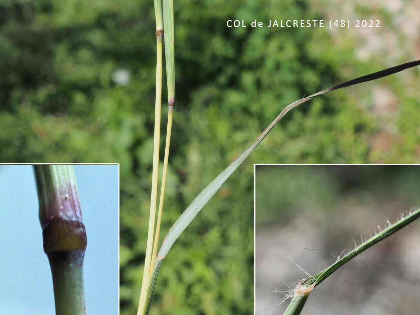 Finger-grass, Bearded leaf